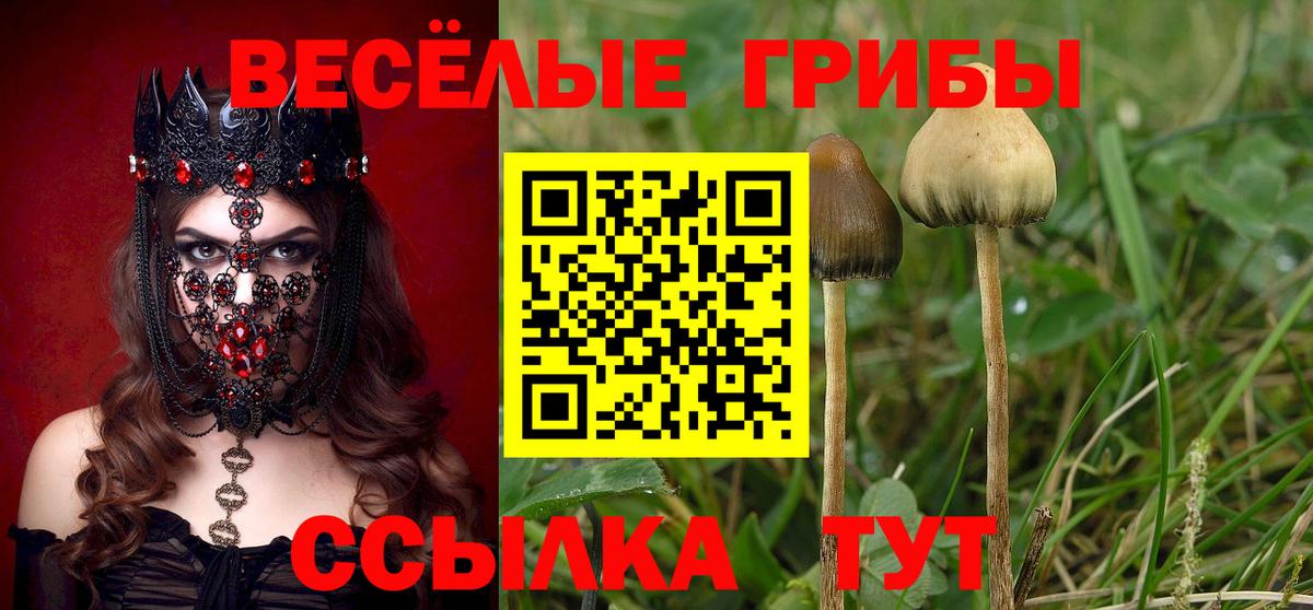продажа наркотиков  Псилоцибиновые грибы мицелий  Вход с VPN  Псилоцибиновые грибы Psilocybe  Рассказово 